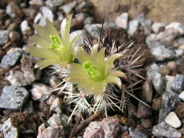 Echinocereus Davisii (10 SEEDS) Rare Cactus Samen Graine Semi Korn 種子 씨앗 Семена