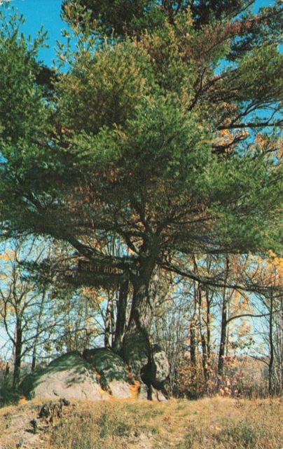 Postcard 100+ Year Tree Splits Rock Crystal Falls Michigan The Upper Peninsula