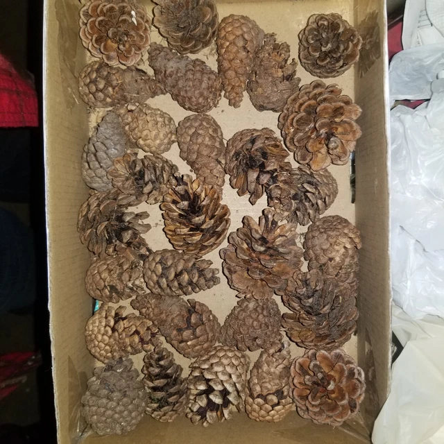 45 conos de pino Pennsylvania de 2"" - 3"" pulgadas para artesanías, coronas