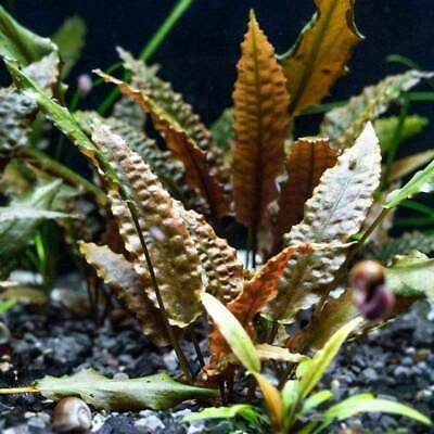 Cryptocoryne Wendtii Brown - Submerged Grown Live Aquarium Plant
