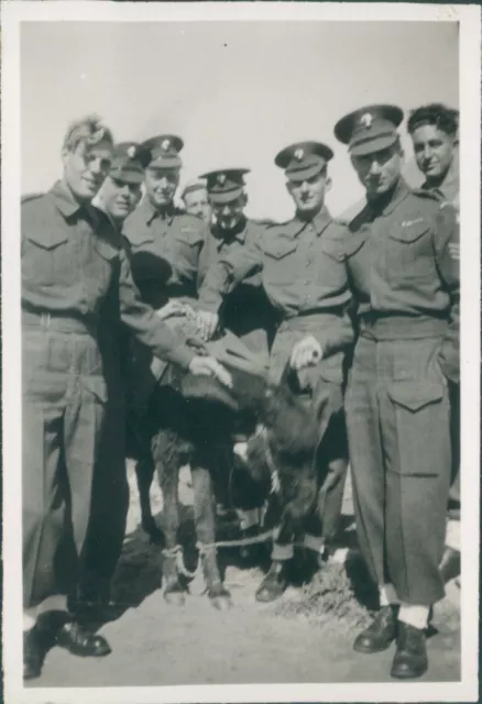PHOTO POST WW2 3rd Battalion Grenadier Guards with Donkey Palestine ...