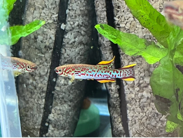 Gardneri Killifish (Pair) FREE SHIPPING!!