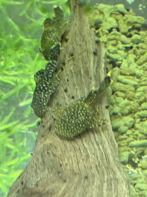 6 Pleco Brown Spot/calico Babies BristleNose 1 + Inch