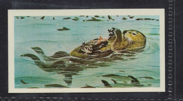 SEA OTTER - 45 + year old English Trade Card # 47