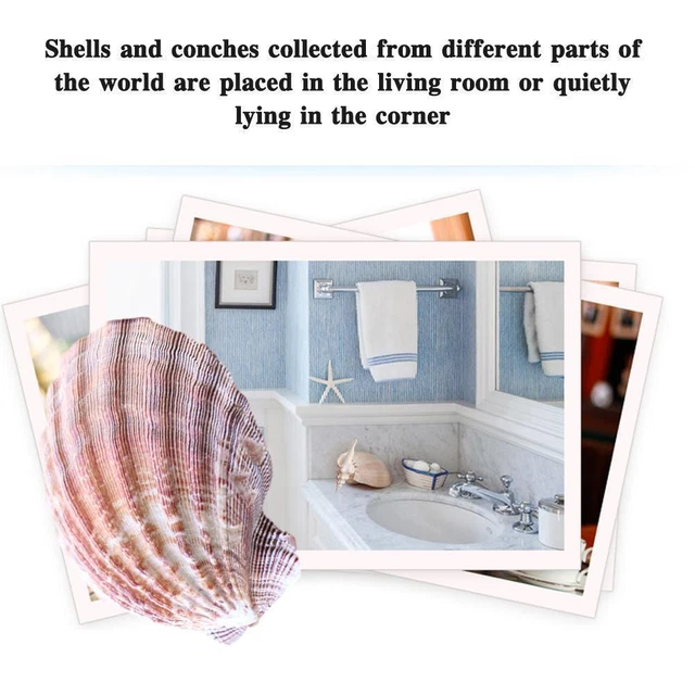 Seashells Natural Color Large Scallop Shell Home Decoration D1R4 T5T2