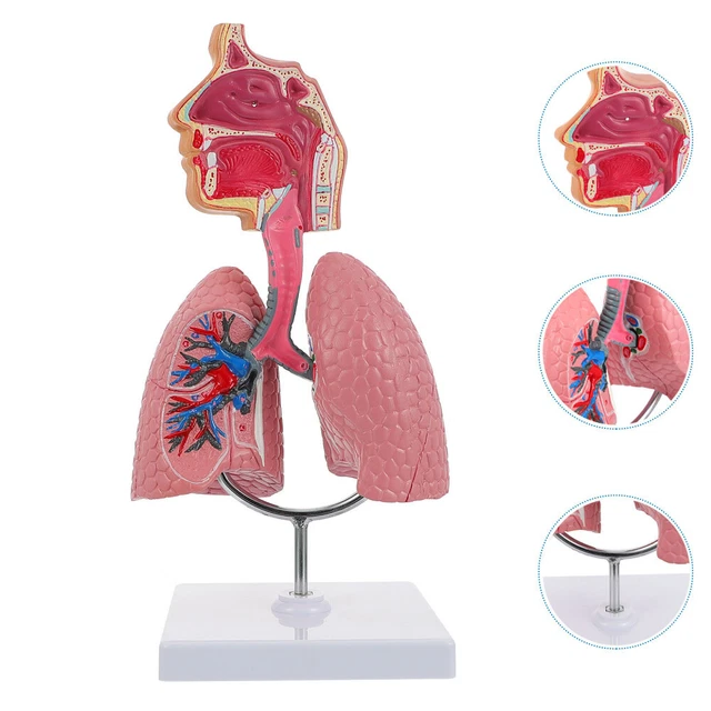 LUNG ANATOMY MEDICAL Study Models for Teaching £43.58 - PicClick UK
