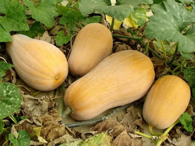 10 graines de courge butternut - méthode BIO / 10 seeds of butternut squash