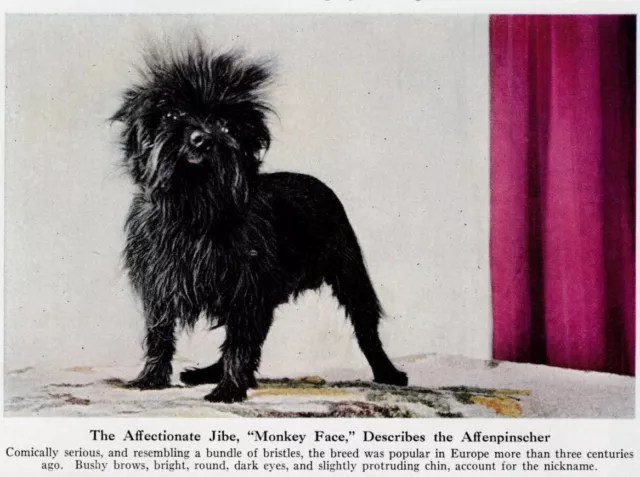 Affenpinscher "Monkey Face" - CUSTOM MATTED - 1944 Dog Art "Photo Print"