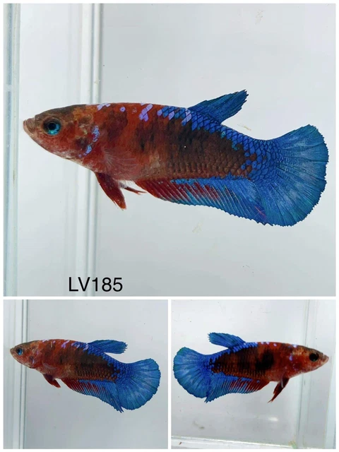 Betta Live Fish Female Fancy Koi HMPK LV185 Ask Seller Shipping Cost Before Buy