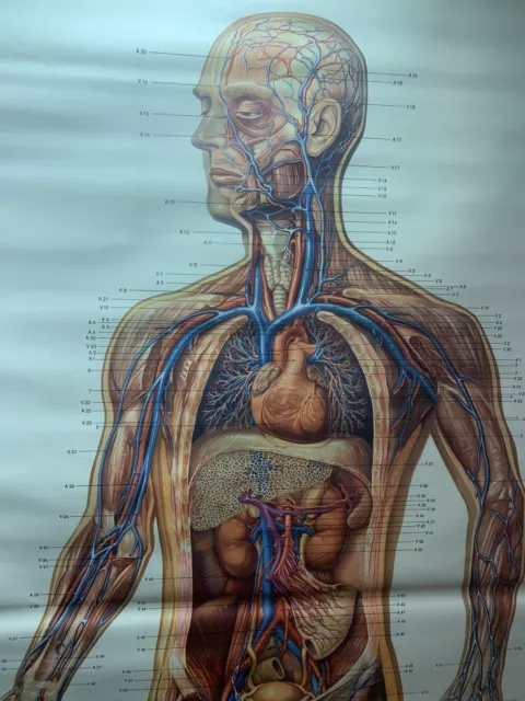 ROLLBILDER GEFÄẞSYSTHEM BILD   Schautafel   Menschlicher Körper  Lehrtafel Alt