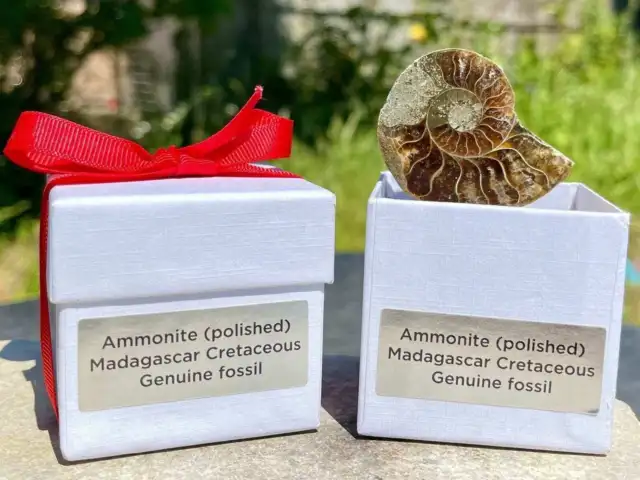 Fossilised ammonite display gift box - unique decorative piece for fossil lovers