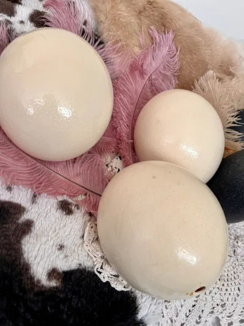 Huevos de avestruz limpios soplados ideales para artesanía/aficionados esto es para un huevo