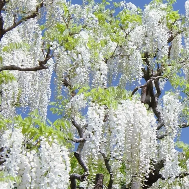 5 graines de GLYCINE Blanche du Japon (Wisteria floribunda 'Alba')