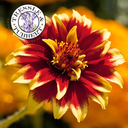 Seltene Zinnia Haageana Alt Mexico Blumen Jährliche Blume 30 Samen UK Verkäufer