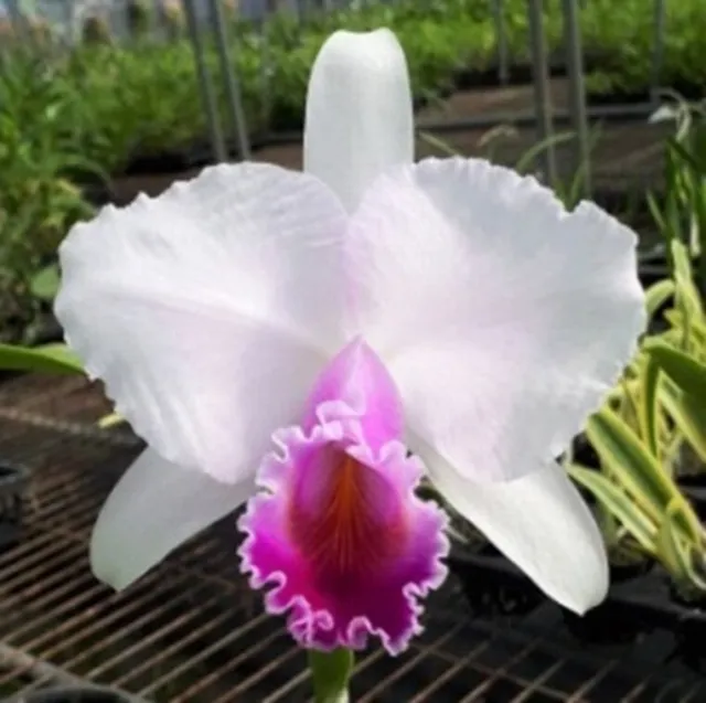 KFON species orchid Cattleya quadricolor semi-alba (chocoensis)