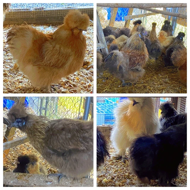 5 FERTILIZED SILKIE Chicken Hatching Eggs (NPIP Certified) 24.50