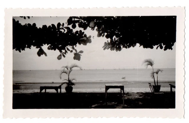 OLD PHOTO Cape Beach ??? Beautiful Landscape Sea Plant Symmetry Beautiful View