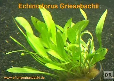 7 Pots d'Echinodorus griesebachii!