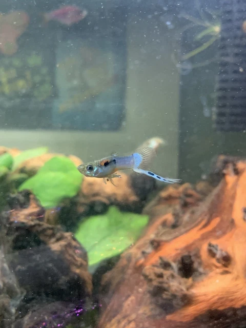 Blue Swordtail Male Guppy