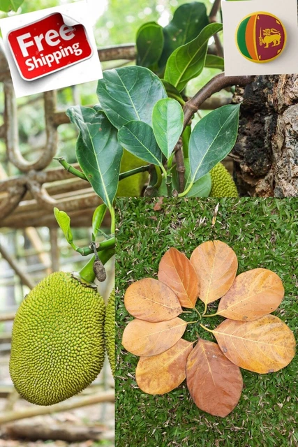 100pcs  Ceylon Jak fruit leaves Aquarium shrimp organic bio film-Natural