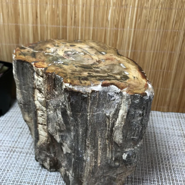 Top 104MM Natural Petrified Wood Rough Slice Madagascar 1936g A1702