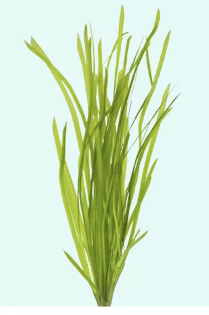 BUY 2 GET 1 FREE Valisnaria Spiralis Italian Bunch Live Aquarium Plants