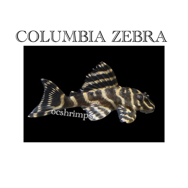 Pleco L 129 - Columbia Zebra Pleco 1 Inch +