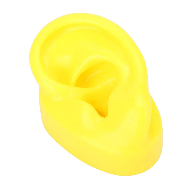 (Amarillo) Modelo de Oído Enseñante Modelo de Oído Enseñante Simulación Modelo de Oído Humano Izquierdo