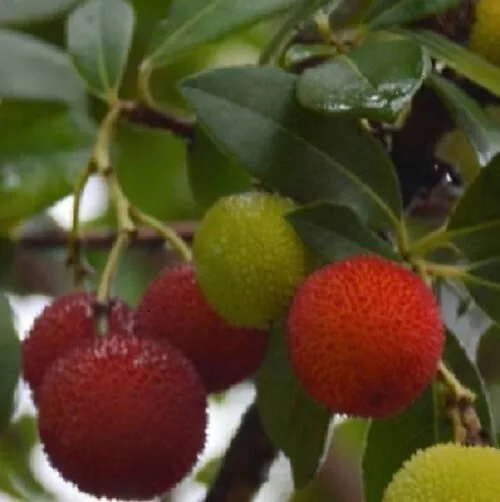 Madroño ( Arbutus unedo) 100 semillas seeds fruta comestible huerto jardín