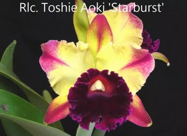 RON Cattleya Orchid Rlc. Toshie Aoki 'Starburst' AM/AOS MERICLONE 50mm Pot