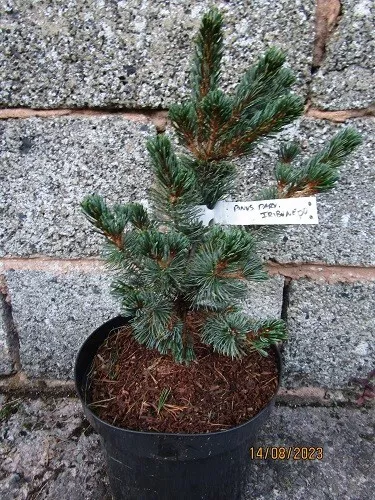 Pinus parviflora iribune 7.5L 40-50cm BANK HOL' OFFER ENDS MONDAY