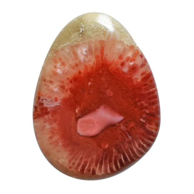 20 Cts Natural American Red Horn Coral Loose Gemstone Fancy Cabochon