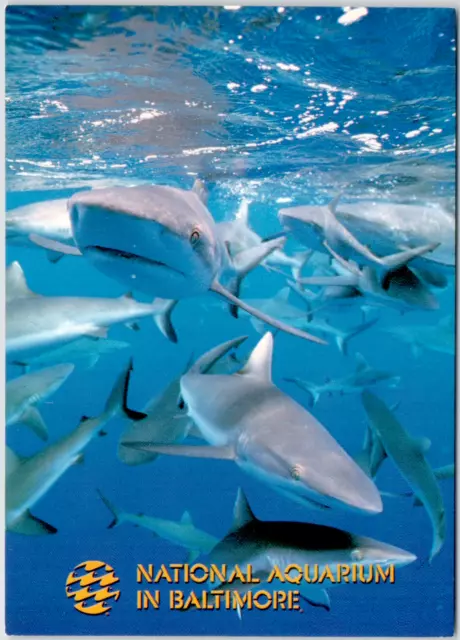 Baltimore Maryland National Aquarium Grey Reef Shark School USA Vintage Postcard