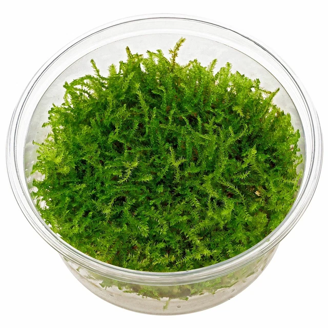 Vesicularia Montagnei 'Christmas' in-Vitro