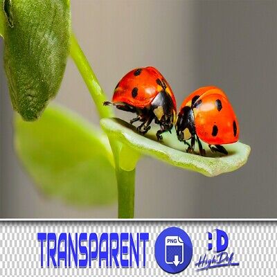 60 Ladybug Transparente Png Photoshop Superposiciones, Animales Aislados Archivos Png