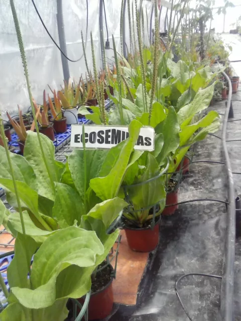 Llanten " mayor ", plantago, más de 5000 semillas ECOLOGICAS