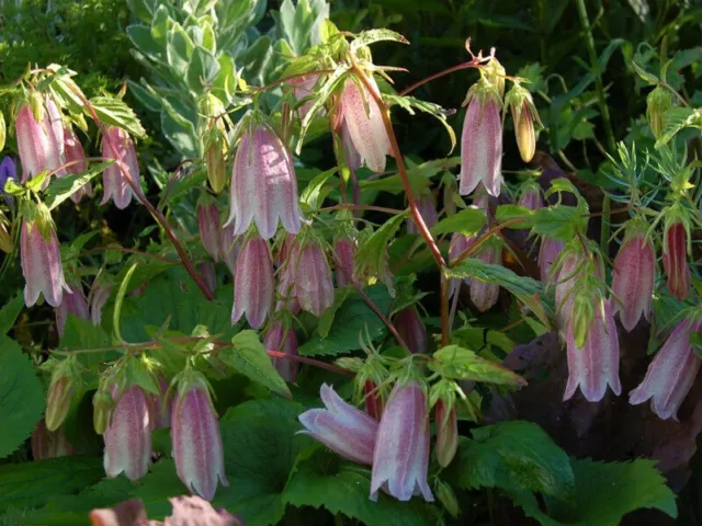 CAMPANILLA COREANA Campanula takesimana 10+ Semillas Seeds Graines Samen Ed 021