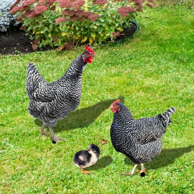 Acryl Hahn Statuen Realistisch Hähnchens kulptur Hähnchen dekorationen