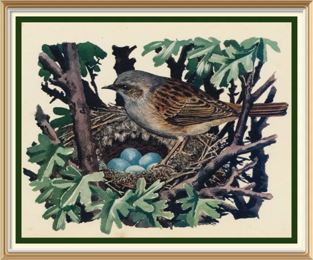 Old Vintage 1947 CHARLES TUNNICLIFFE Litho Art Print HEDGE SPARROW BIRD EGG NEST