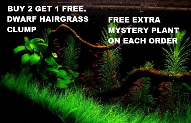 *BUY 2 GET 1 FREE* Dwarf Hair Grass Eleocharis Parvula Clump Aquarium Plants