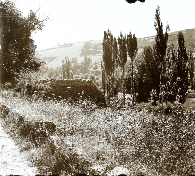 France Landscape Trees Photo Stereo PL58L10n8 Glass Plate c1920