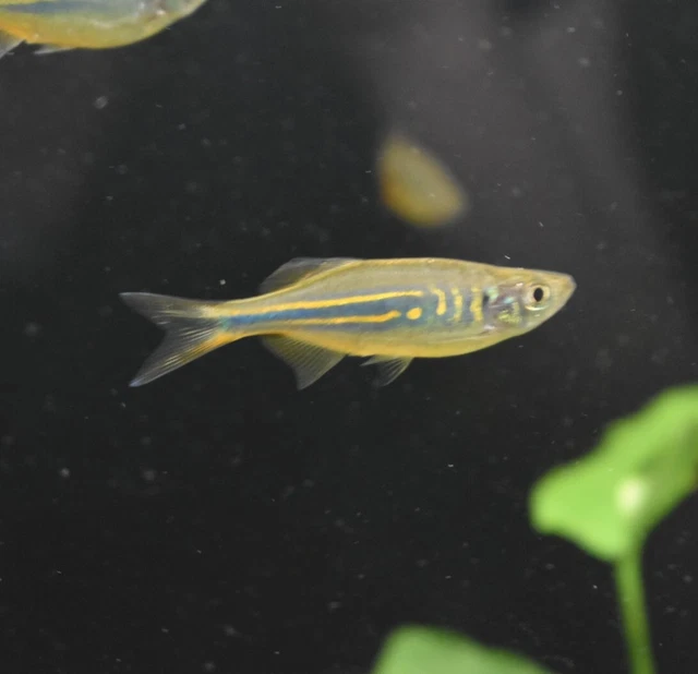Live Giant Danio (Pack of 2 Freshwater Aquarium Fish) *PLS READ DESCR* 3