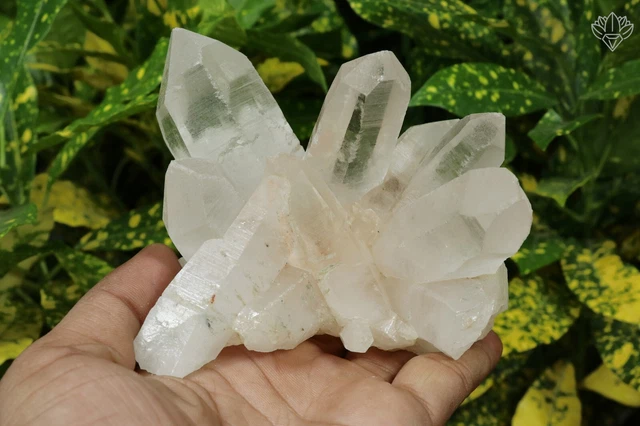 100% Natural White Quartz Cluster Crystal from India 472 Gram Clusters Display