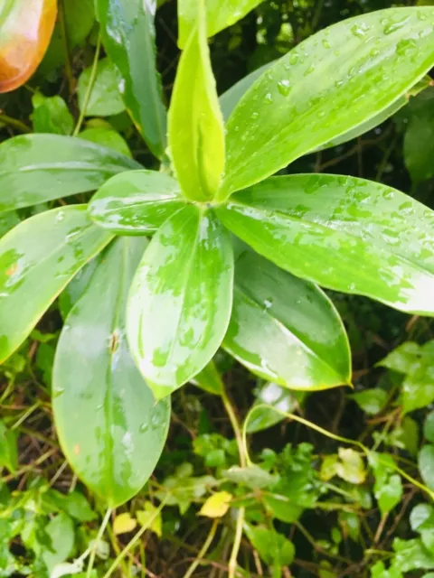 Pianta di insulina Thebu Ceylon Erba a spirale tradizionale ayurvedica...