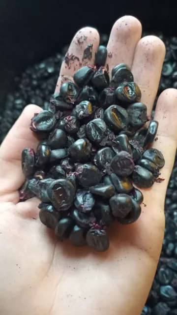 Maiz Morado Nero Black Violet peruviano Azteco semi freschi fresh seeds mais