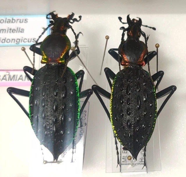 paire de Carabus Coptolabrus ignimetallus guidongensis Chine mont Bamian