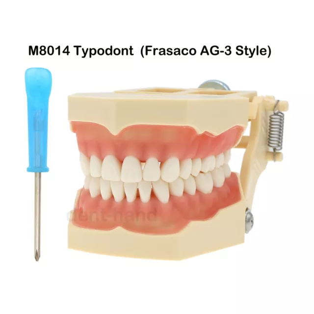 Dental Typodont Restorative Model Frasaco AG3 Type 32pcs Removable Teeth M8014
