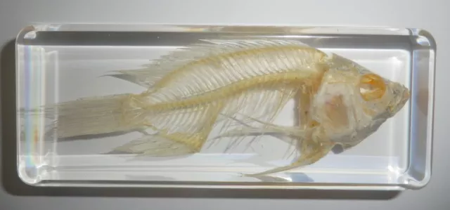 Fish Skeleton Cold-water Goldfish in mid size Clear Block Education Specimen