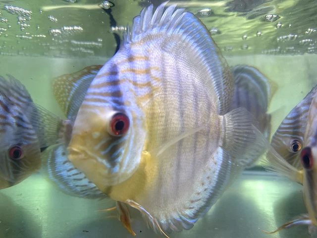 Wild Discus ( Tefe Green ) (M/L) 5"- 6 Live Freshwater Aquatic Fish USA
