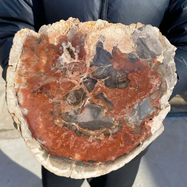 5.1lb Large Beautiful polished Arizona red petrified wood slice mineral specimen 2